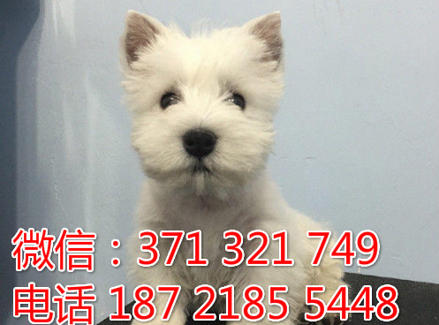 全国特惠 西高地犬纯种幼犬 支持上门 支持空运汽运 包健康举