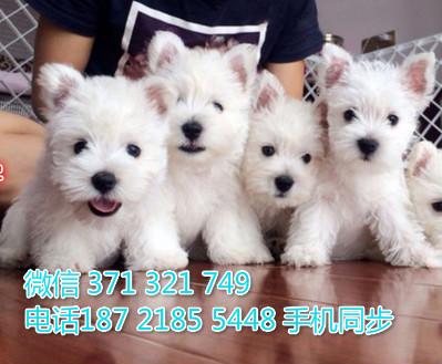 宠物市场 哪里有宠物西高地犬，精品小型中型大型犬狗狗滩