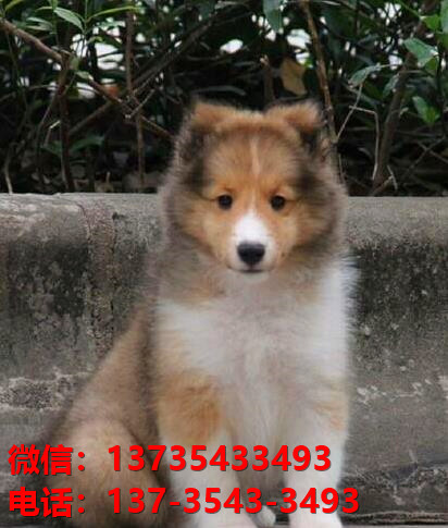 重庆宠物狗狗犬舍出售纯种喜乐蒂犬宠物狗市场在那哪里