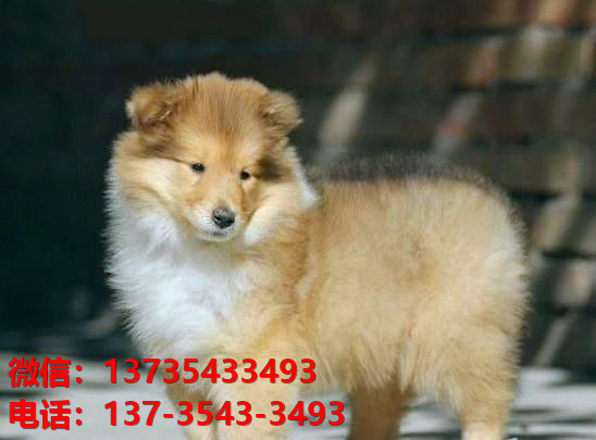 济南宠物狗狗犬舍出售纯种喜乐蒂犬宠物狗市场