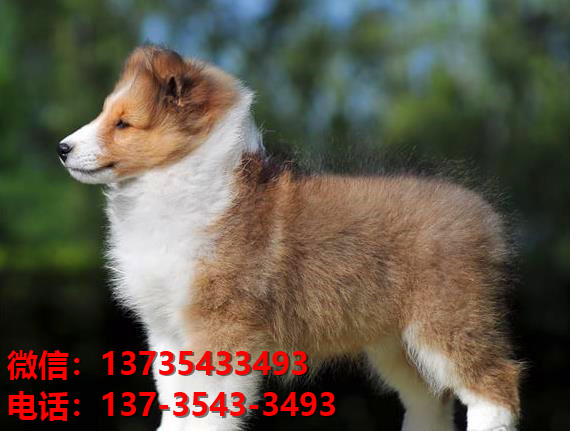 郑州宠物狗狗犬舍出售纯种喜乐蒂犬宠物狗市场在那哪里