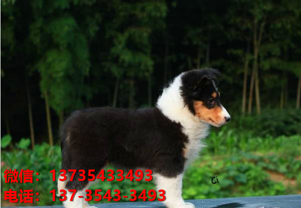 合肥宠物狗狗犬舍出售纯种喜乐蒂犬宠物狗市场