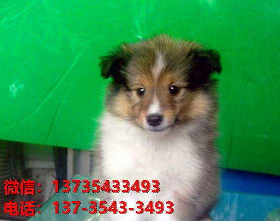 郑州宠物狗狗犬舍出售纯种喜乐蒂犬宠物狗市场在那哪里