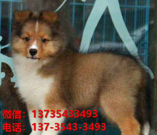 重庆宠物狗狗犬舍出售纯种喜乐蒂犬宠物狗市场