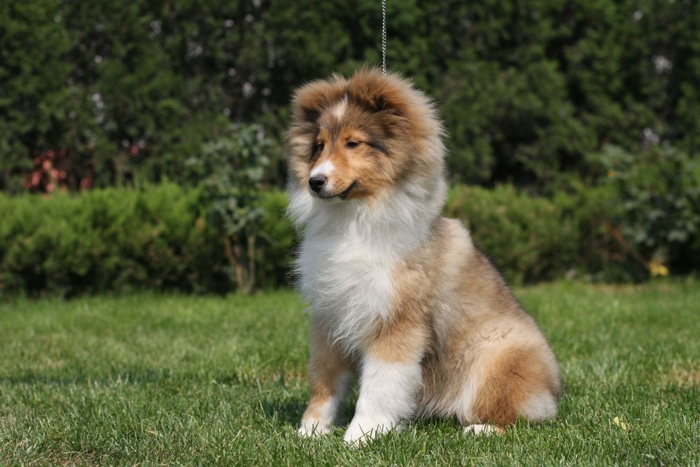 纯种喜乐蒂犬出售宠物狗狗犬舍领养活体宠物狗市场在哪里买狗网上哪里卖狗