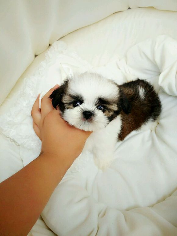 武汉宠物狗狗犬舍出售纯种西施犬哪里有狗市场