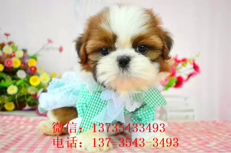 长沙宠物狗狗犬舍出售纯种西施犬哪里有狗市场