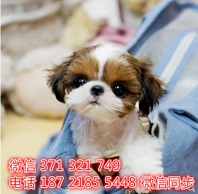 西施出售 宠物狗狗  宠物市场 狗狗图片 买卖狗狗昂