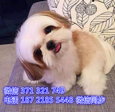 西施出售 宠物狗狗  宠物市场 狗狗图片 买卖狗狗谧