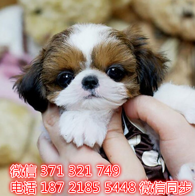 西施犬宠物买卖 宠物市场 宠物狗狗图片宠物网 四