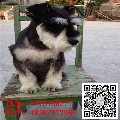 内江哪里有卖小体雪纳瑞犬 雪纳瑞灰色和黑色