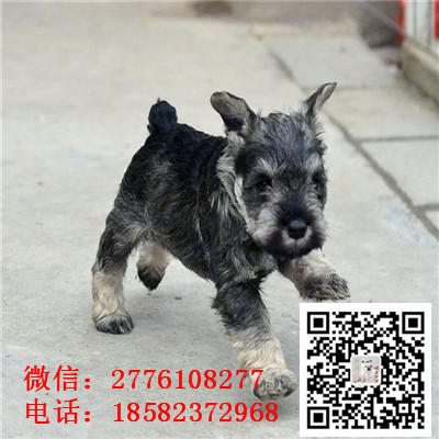 济南哪里有卖小体雪纳瑞犬 雪纳瑞灰色和黑色