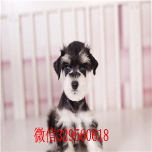 武汉雪纳瑞哪里能买到纯种健康 雪纳瑞椒盐黑