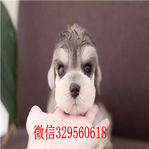 福州哪里能买到纯种雪纳瑞 椒盐色雪纳瑞 黑银