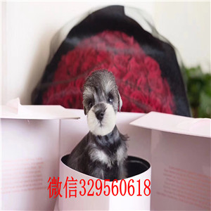 武汉雪纳瑞哪里能买到纯种健康 雪纳瑞椒盐黑银色的多少钱 小体雪纳瑞犬舍繁殖