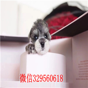 郑州雪纳瑞哪里能买到纯种健康 雪纳瑞椒盐黑银色的多少钱 小体雪纳瑞犬舍繁殖