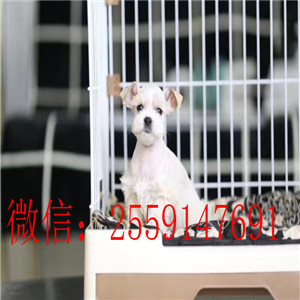 佛山哪里有雪纳瑞出售 椒盐色雪纳瑞怎么卖的 