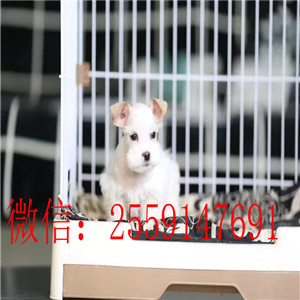 武汉白色雪纳瑞价格 武汉椒盐色雪纳瑞多少钱 