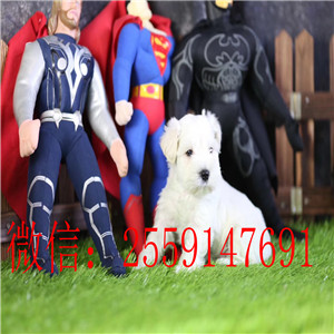  成都白色雪纳瑞怎么卖的 成都椒盐色雪纳瑞多