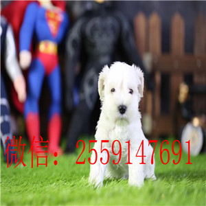 佛山白色雪纳瑞怎么卖的 佛山椒盐色雪纳瑞多