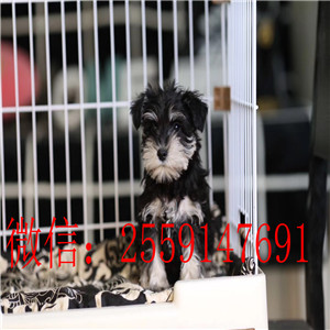 衡阳白色雪纳瑞怎么卖的 衡阳椒盐色雪纳瑞多