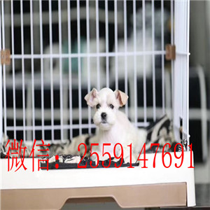 西宁哪里有雪纳瑞出售 椒盐色雪纳瑞怎么卖的 