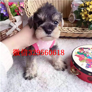 合肥哪里有雪纳瑞出售  椒盐黑银色雪纳瑞幼犬