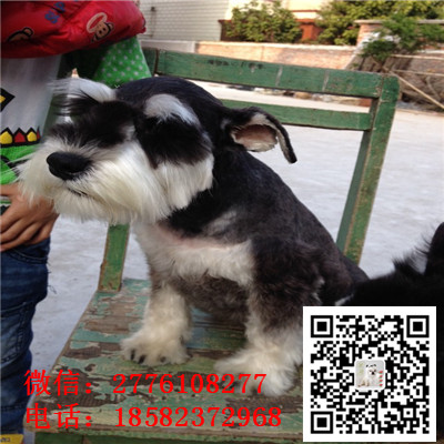 济南哪里有雪纳瑞出售  椒盐黑银色雪纳瑞幼犬