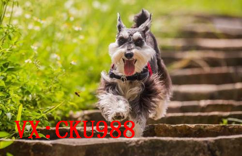 合肥哪里有宠物狗卖