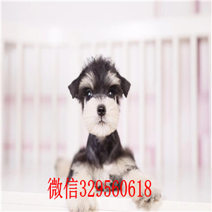 南充哪里有卖纯种雪纳瑞椒盐色雪纳瑞小体型雪