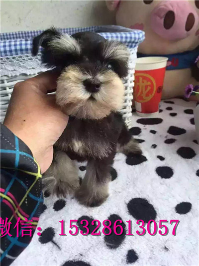 福州哪里有卖雪纳瑞 纯种雪纳瑞多少钱 赛级银