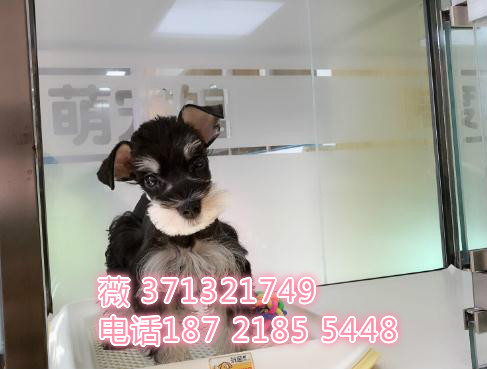 雪纳瑞犬出售纯种一窝 迷你型 西安犬舍出售雪