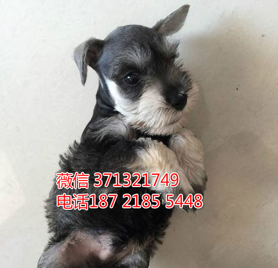 雪纳瑞犬出售一窝 健康聪明的郑州犬舍雪纳瑞