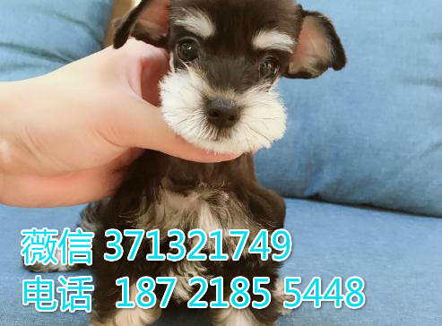 迷你雪纳瑞犬出售纯种，合肥犬舍直销雪纳瑞狗狗