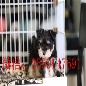 济南雪纳瑞怎么卖的 济南白色雪纳瑞价格 济南