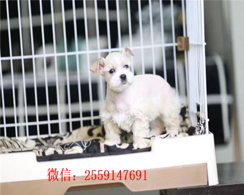 佛山哪里卖白色雪纳瑞 佛山哪里卖的雪纳瑞健