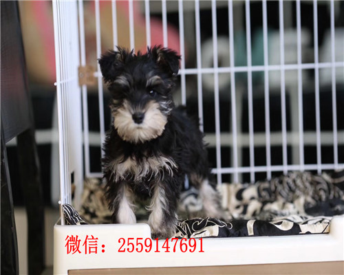 济南哪里卖健康的雪纳瑞 济南纯种雪纳瑞价格 