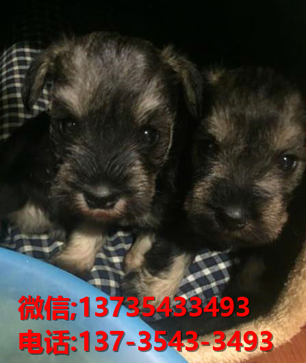 上海犬舍 出售纯种雪纳瑞犬 宠物狗网站信息卖狗买狗领养