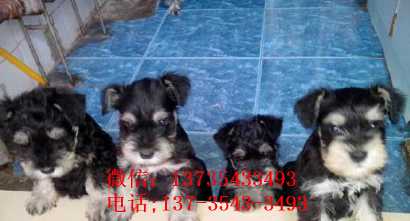 成都犬舍出售纯种雪纳瑞犬好不好养 在哪买狗卖狗