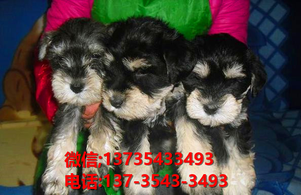 上海犬舍 出售纯种雪纳瑞犬 宠物狗网站信息卖狗买狗领养