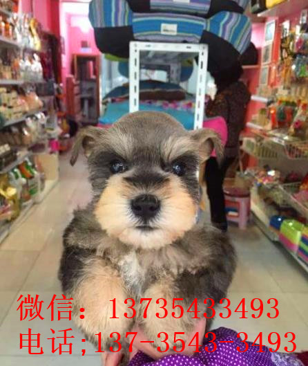 上海犬舍出售纯种雪纳瑞犬好不好养 在哪买狗卖狗