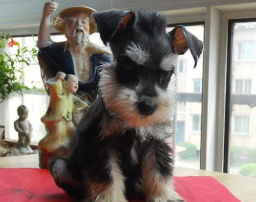 福州宠物狗狗犬舍出售纯种雪纳瑞犬 哪里有买