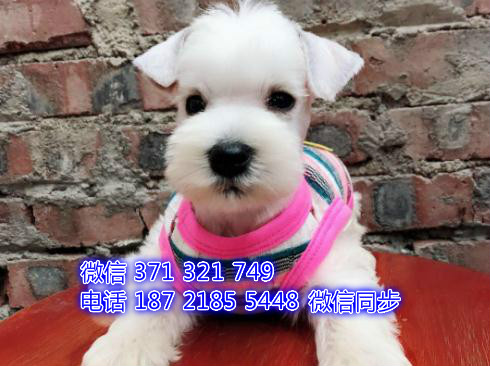 福州特价 雪纳瑞犬出售纯种幼犬 福州宠物狗狗