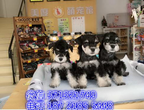 ?？谌?雪纳瑞犬出售纯种幼犬 ?？诒镜靥丶劭梢陨厦叛? /></div>      <div   id=