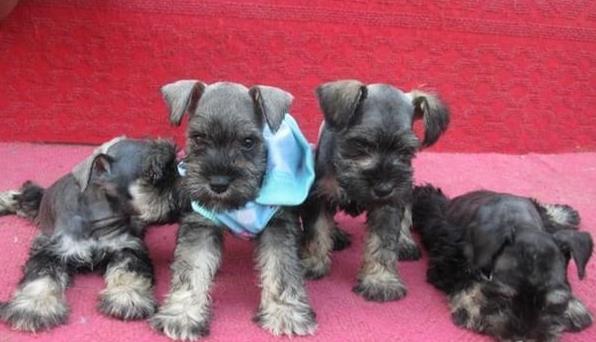 成都犬舍出售纯种雪纳瑞犬好不好养 在哪买狗