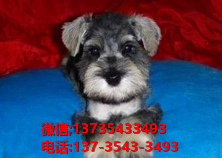 郴州犬舍出售纯种雪纳瑞犬 宠物狗市场在哪 网上哪有狗领养