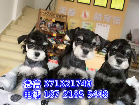 ?？谌?雪纳瑞犬出售纯种幼犬 海口本地特价