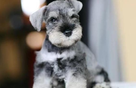 济南宠物狗狗犬舍出售纯种雪纳瑞犬 哪里有买