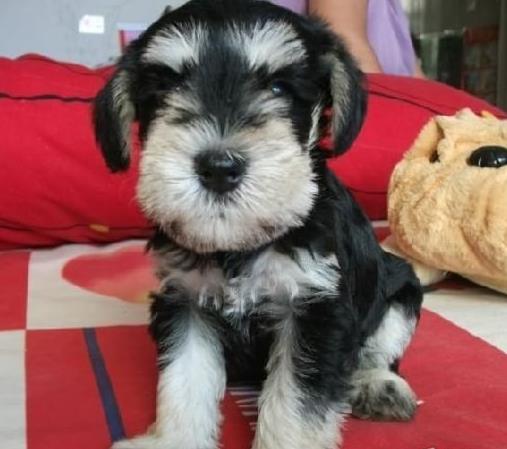 上海宠物狗犬舍出售纯种雪纳瑞犬 椒盐色迷你