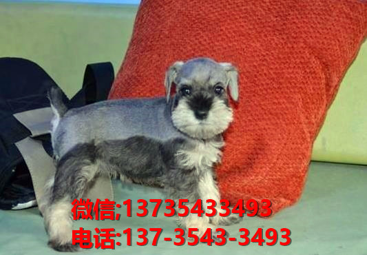 郴州犬舍出售纯种雪纳瑞犬 宠物狗市场在哪 网上哪有狗领养